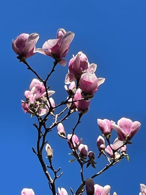 Appartamento “Le Magnolie” 이몰라 외부 사진